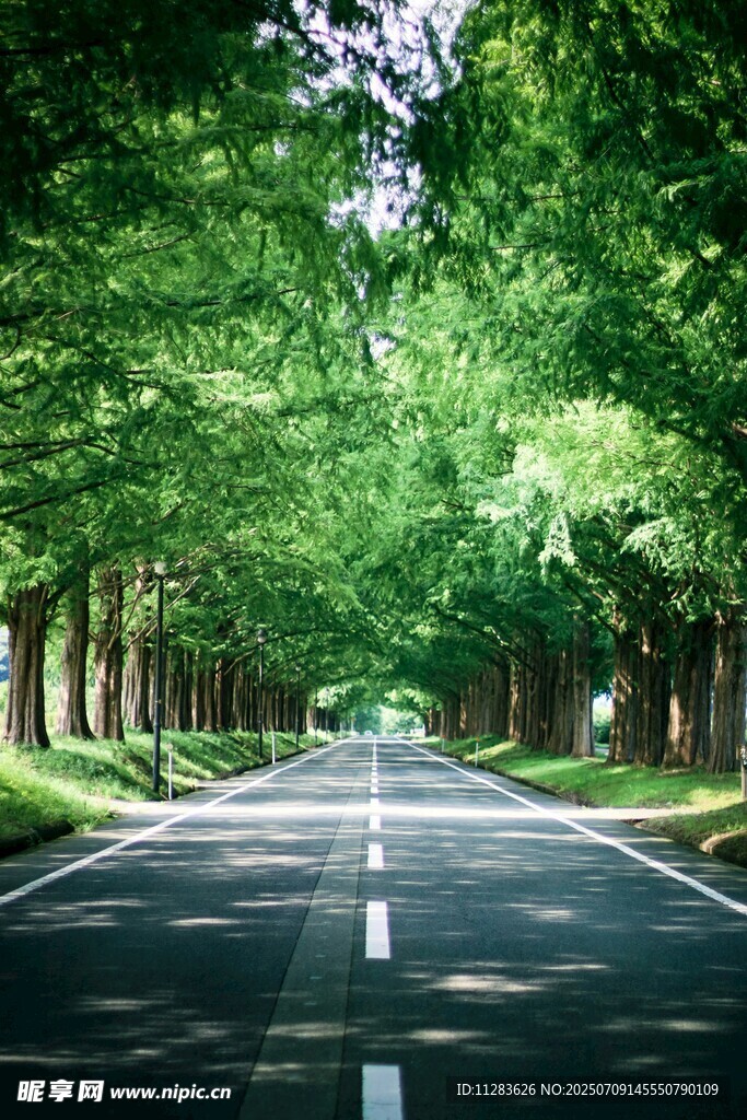 林荫大道