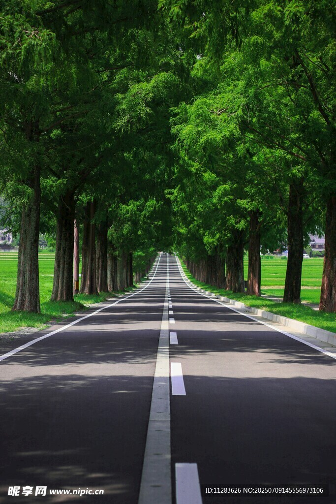 林荫大道
