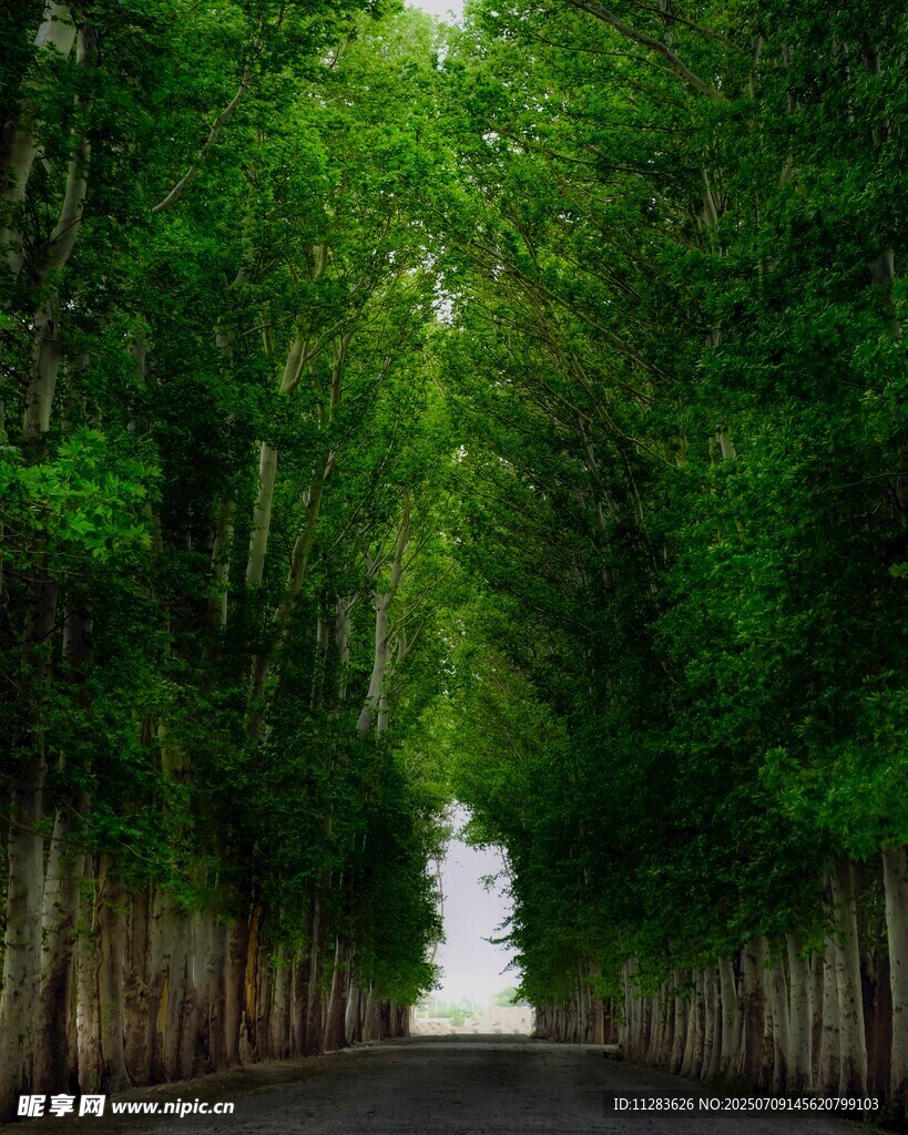 林荫大道
