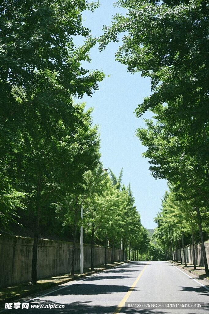 林荫大道