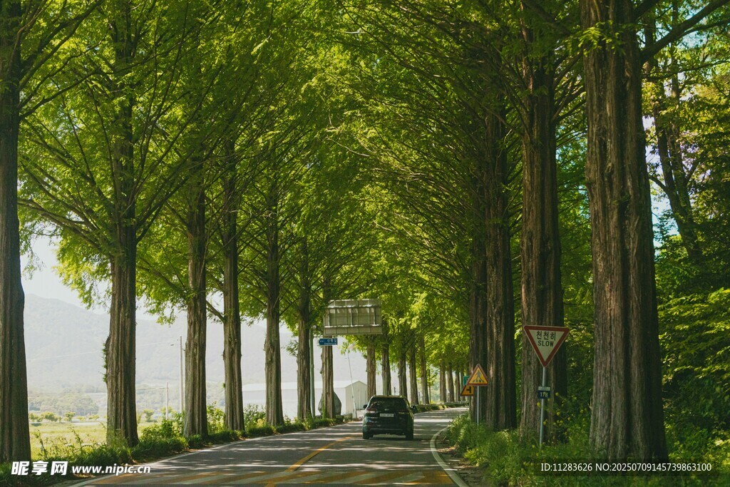 林荫小道
