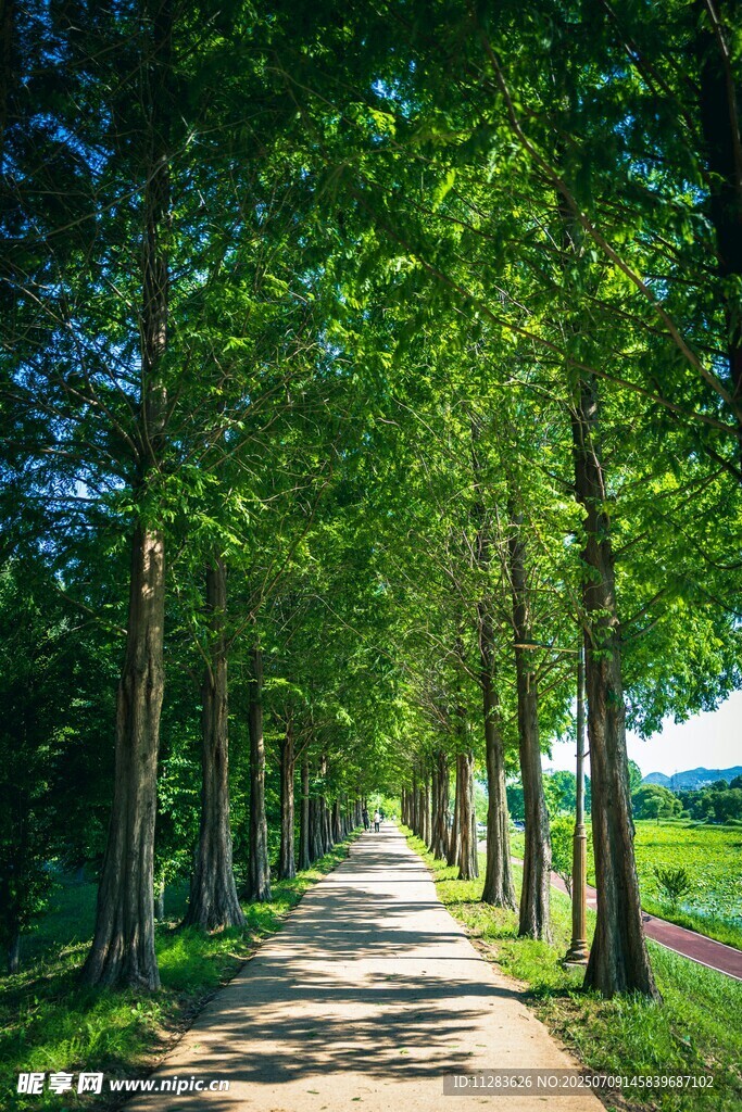 林间绿荫小道