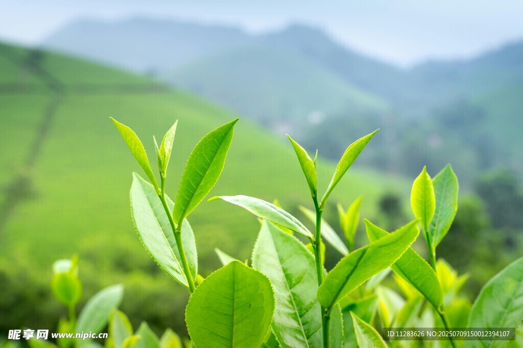 嫩绿茶叶展现清新生机