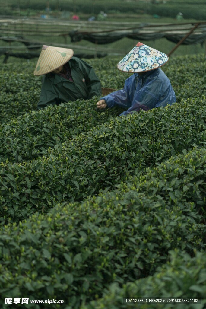茶园中劳作的两位采茶人