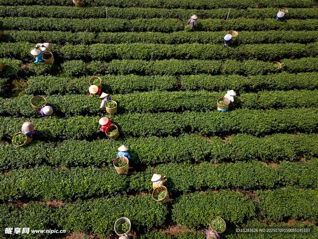 茶园里的采茶人