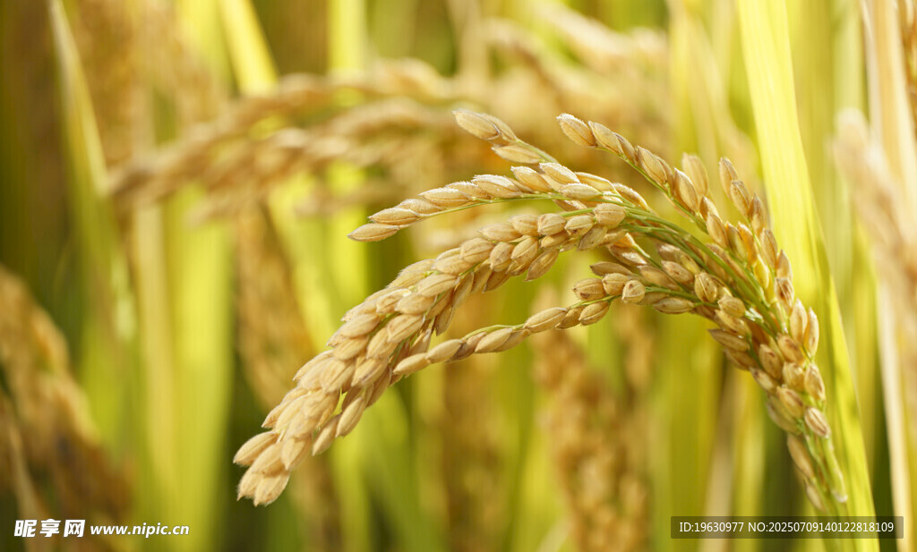 金黄稻穗