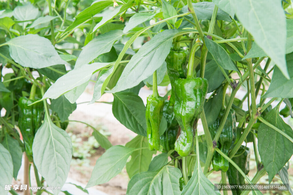 青椒植株特写