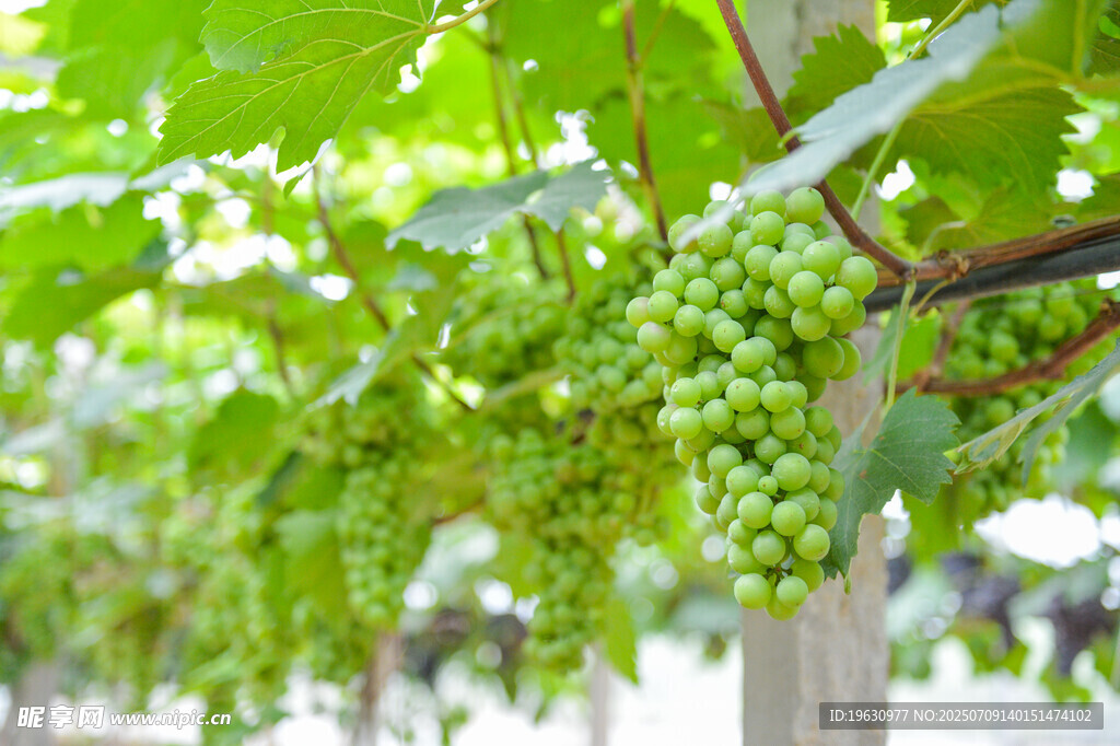 青葡萄田园