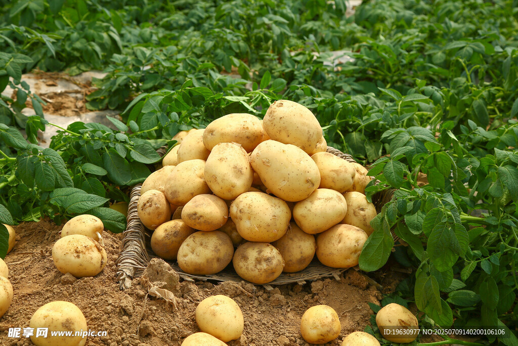田地里的一堆新鲜土豆
