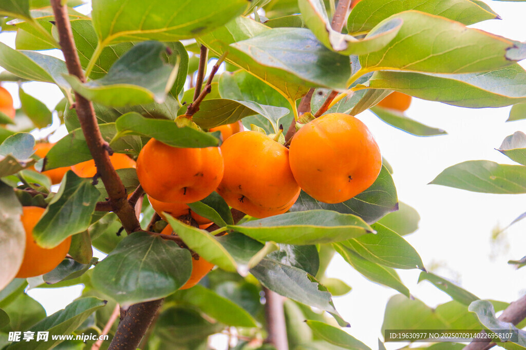 枝头挂满橙黄诱人的柿子