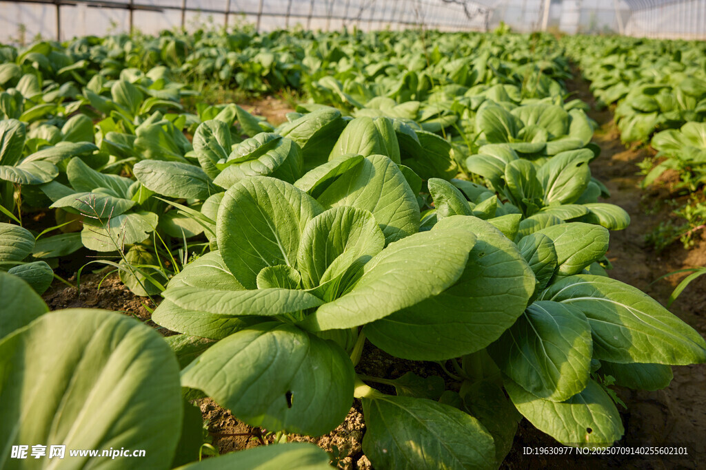绿叶蔬菜种植园