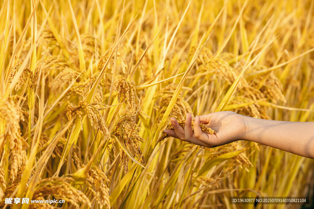 手捧金黄稻谷的丰收景象