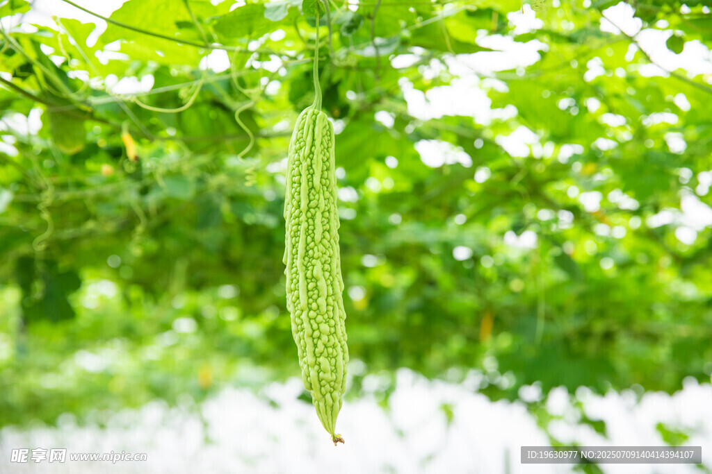 藤蔓上的翠绿苦瓜