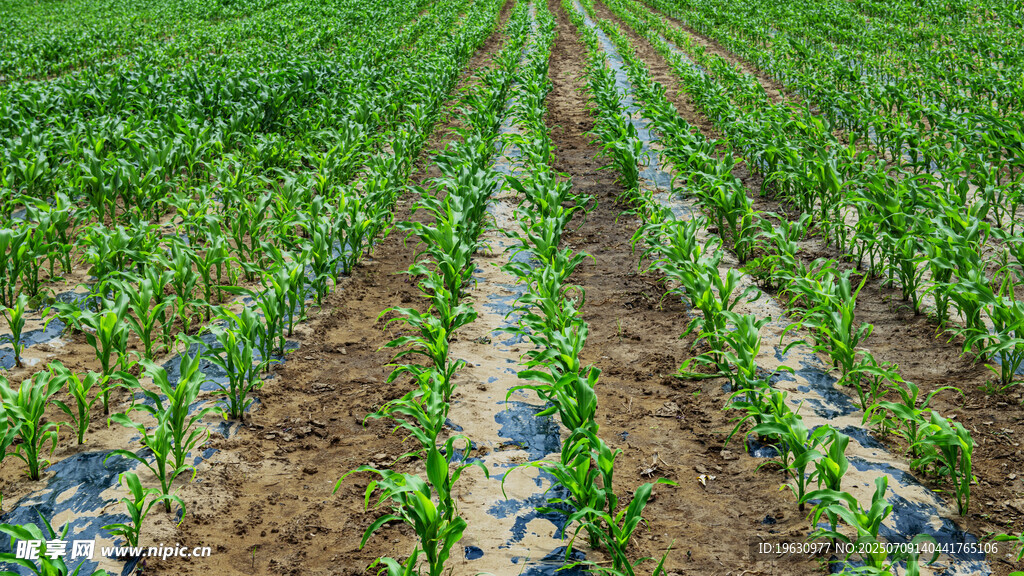 整齐排列的绿色农田
