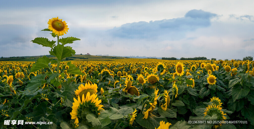 向日葵花海