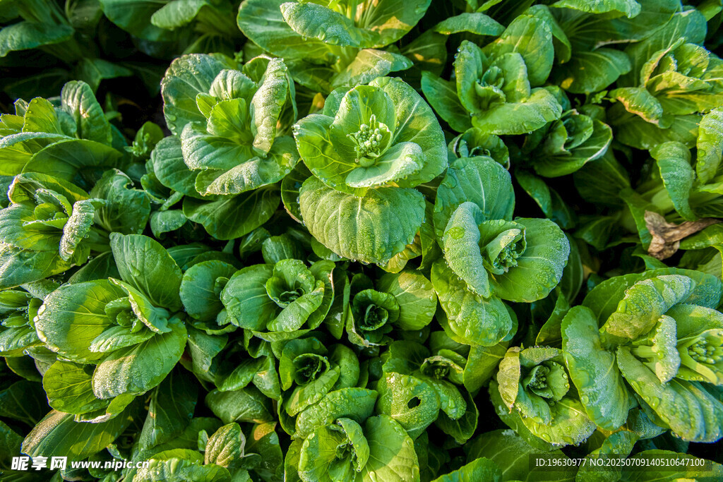 鲜嫩绿叶蔬菜特写