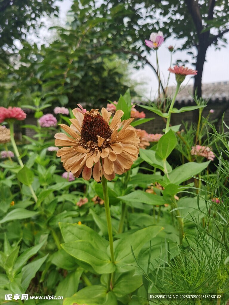 雨中绽放的绚烂向日葵