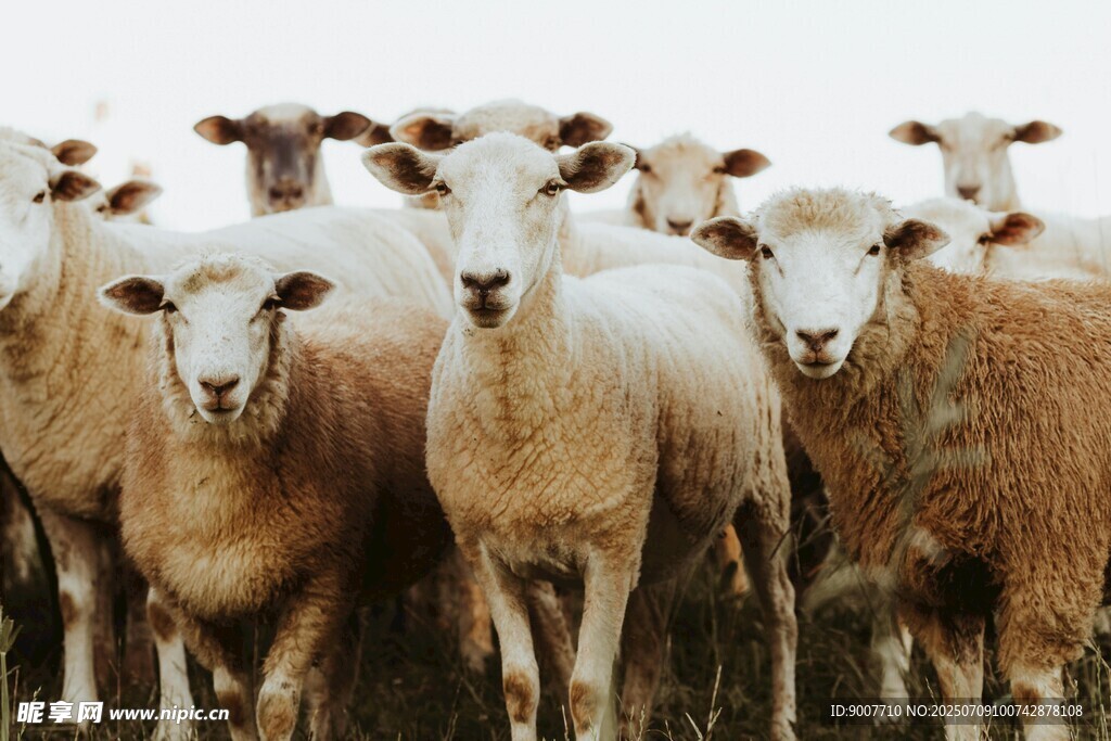 一群绵羊站在一起