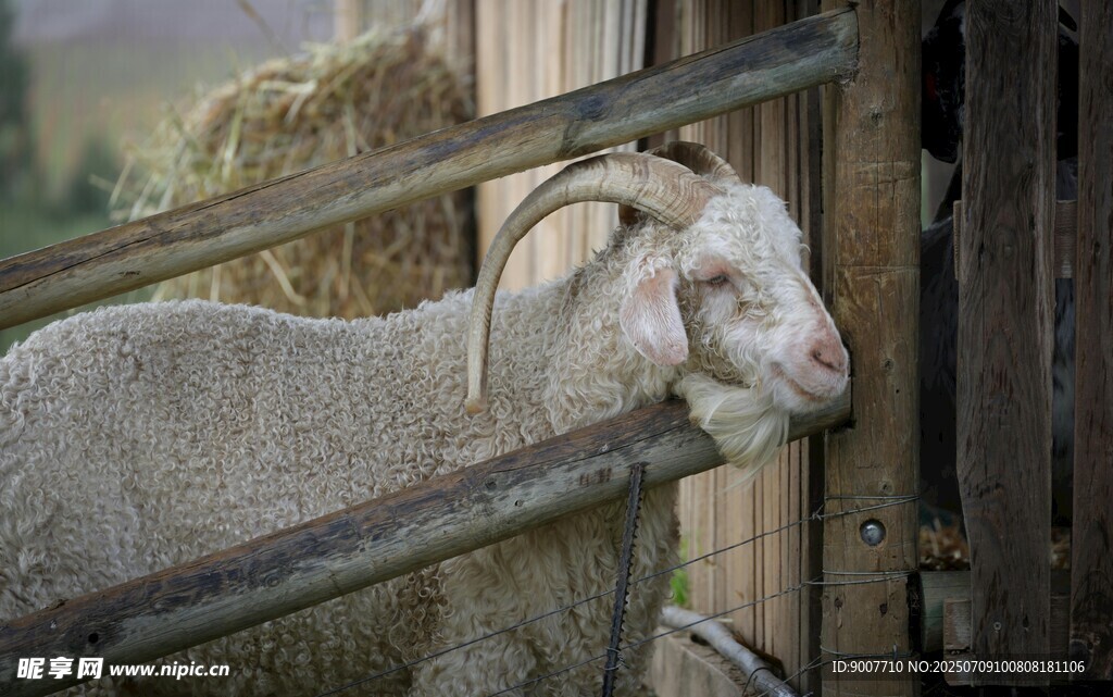 羊倚围栏 神态悠然