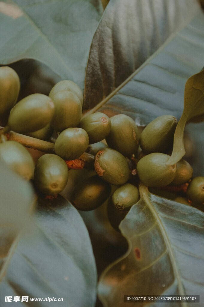 咖啡树上的青咖啡豆