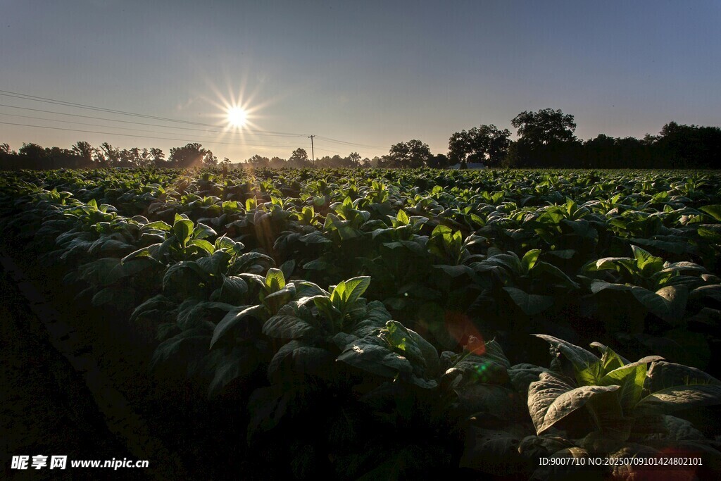 夕阳下的葱郁农田