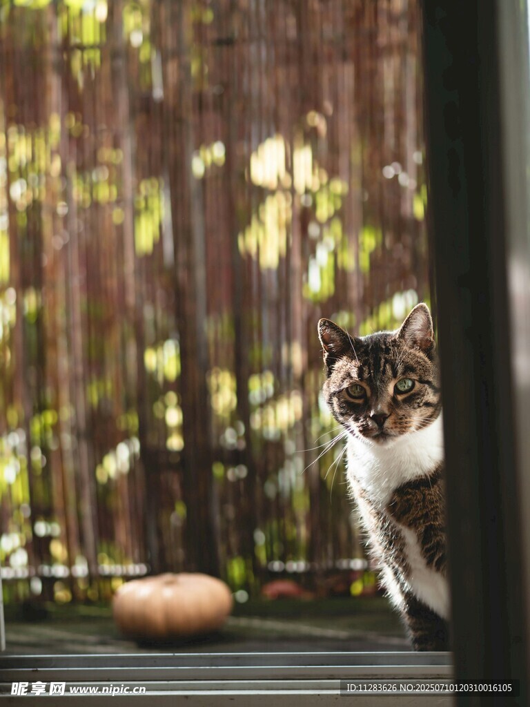 窗边猫咪眺望秋日景致