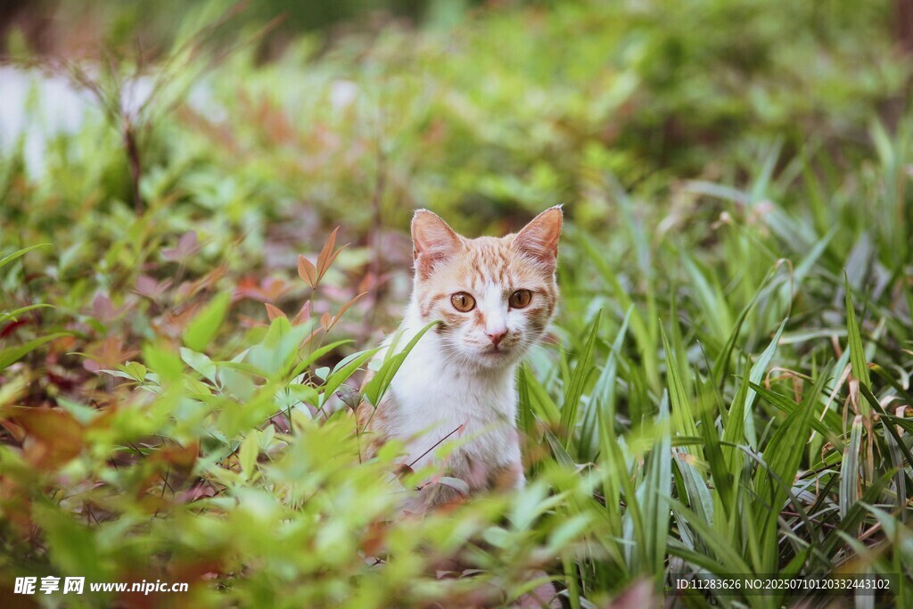 草丛中的可爱猫咪