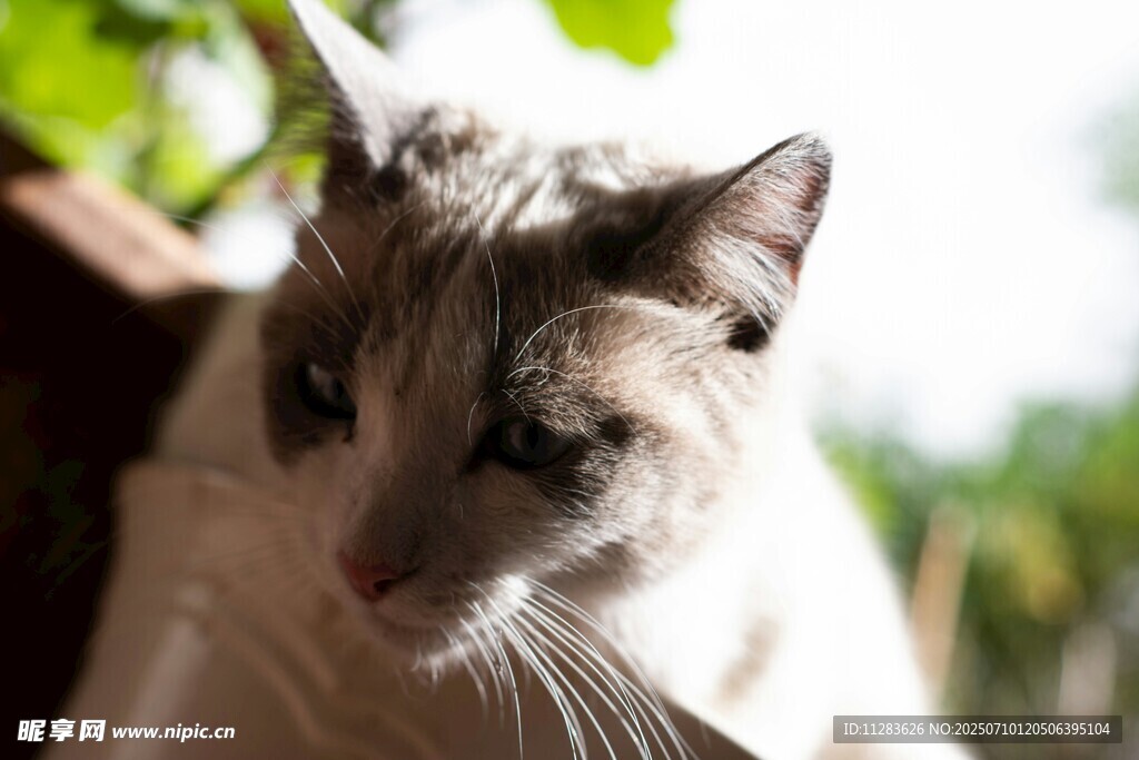 阳光下的可爱猫咪