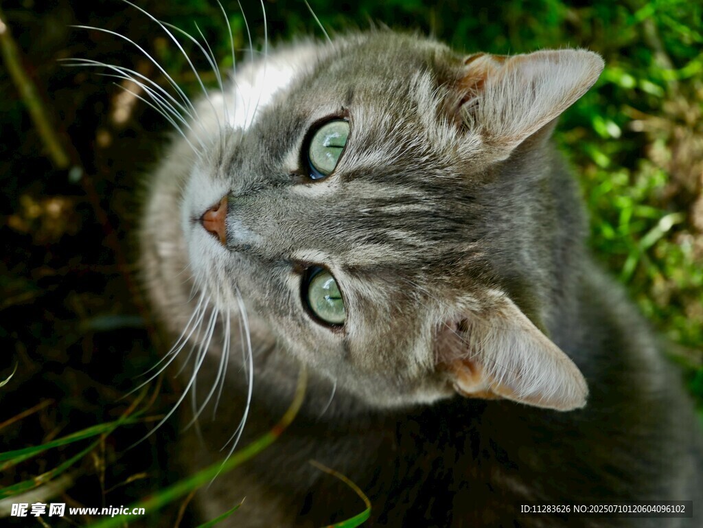 仰头的灰猫