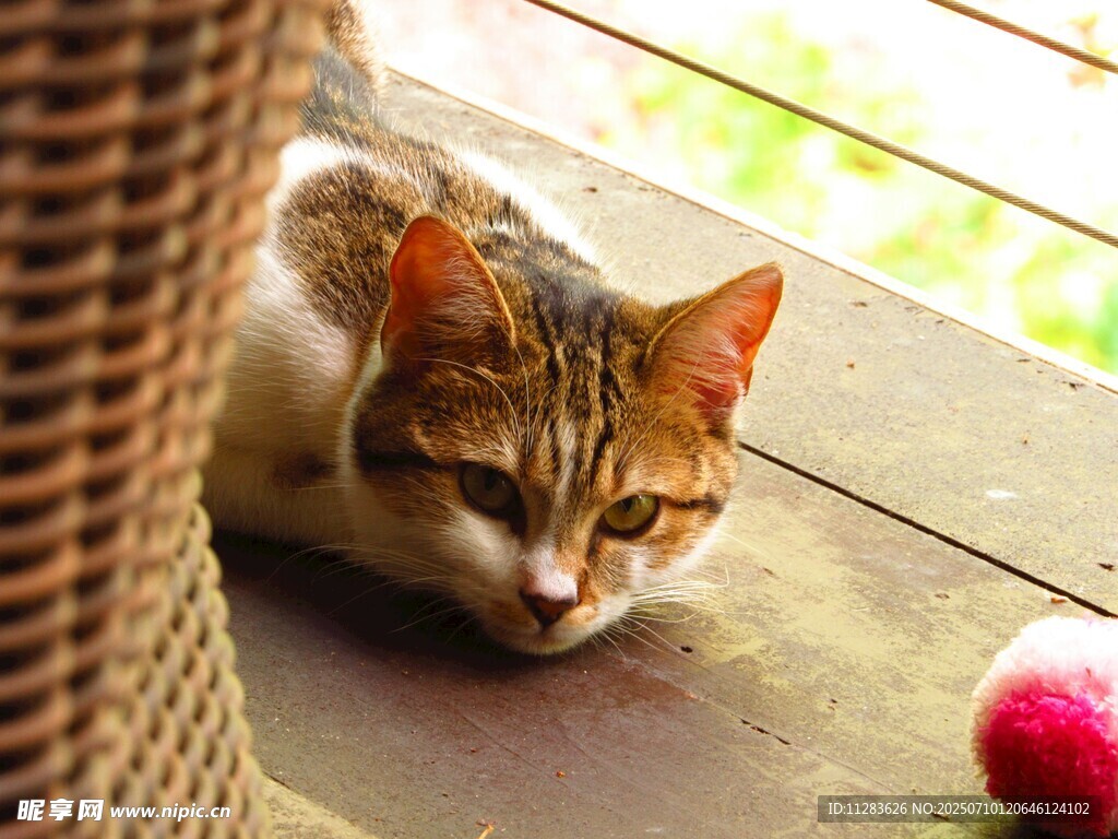 慵懒猫咪与粉色小球