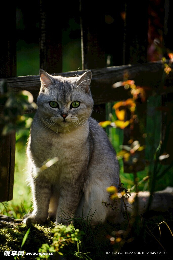 阳光下的可爱猫咪