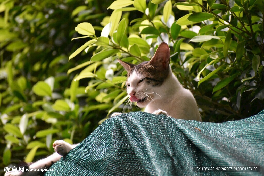 猫咪趴绿植下遮阳