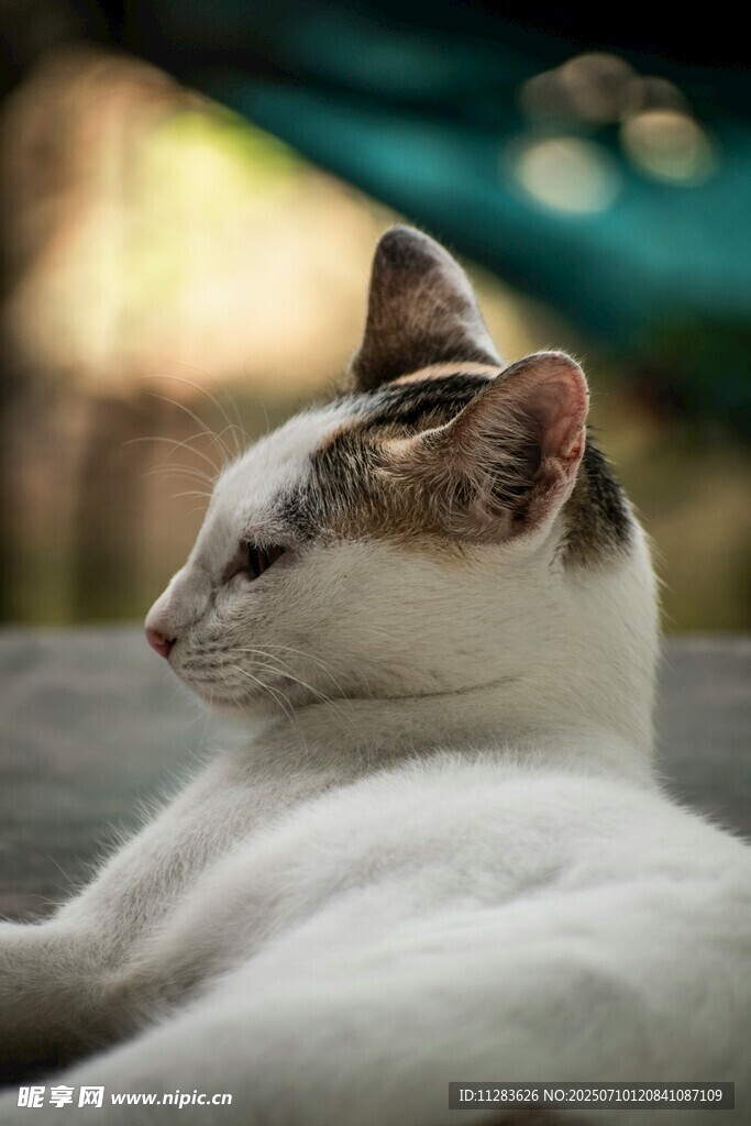 慵懒猫咪惬意躺卧