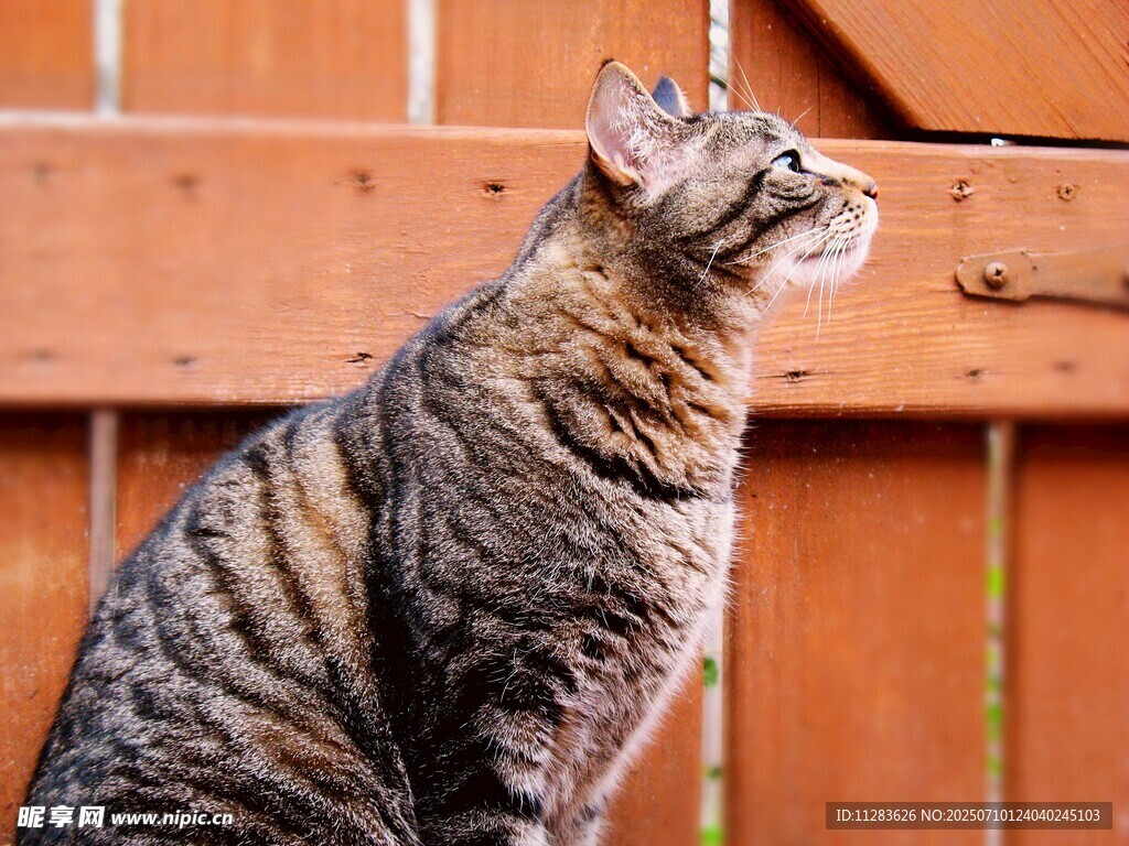 木栏旁仰头的条纹猫咪
