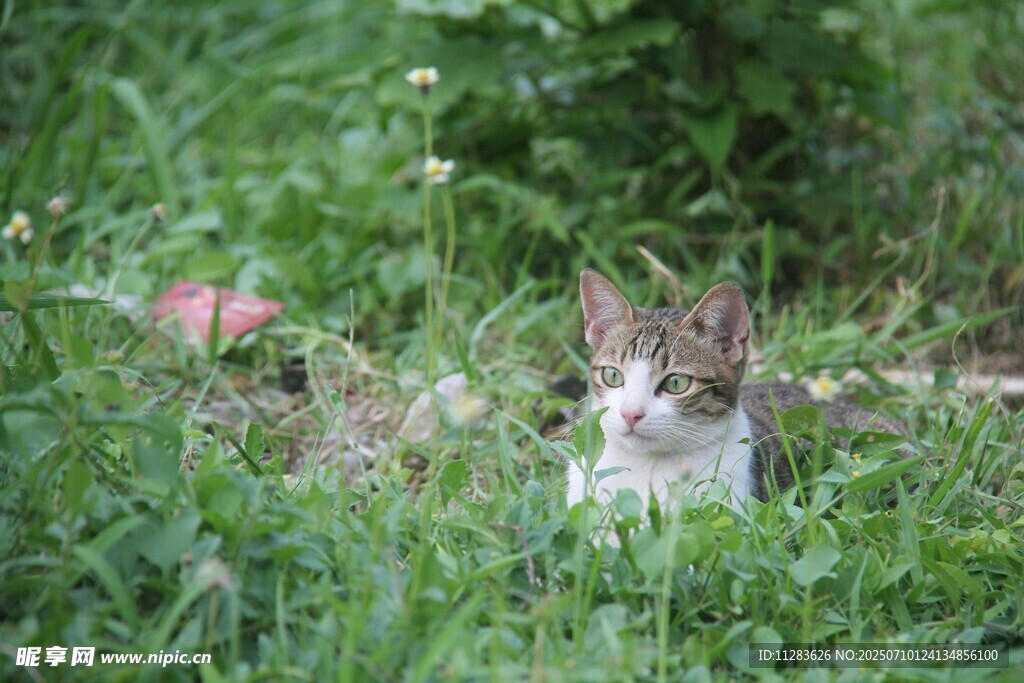 草丛中的可爱小猫