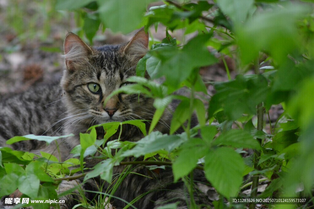 草丛中的猫咪