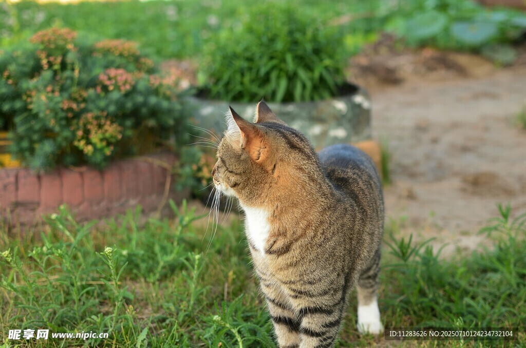 草地上的斑纹猫