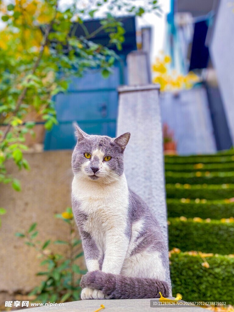 灰白猫咪坐于户外石墩