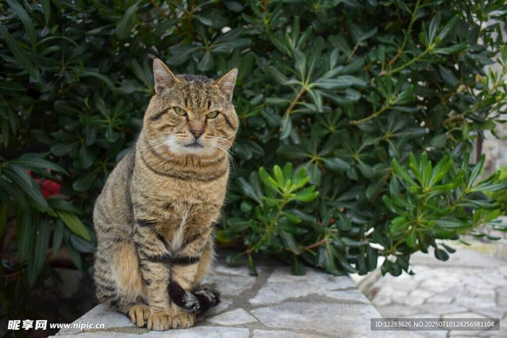 石上狸花猫