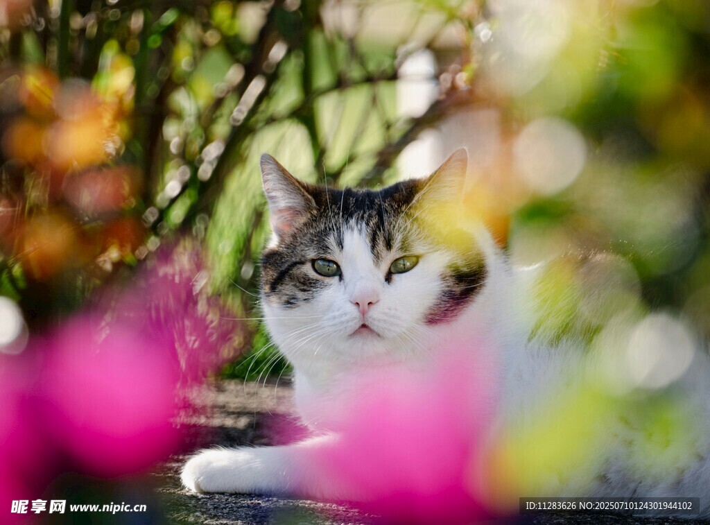 花丛中的猫咪