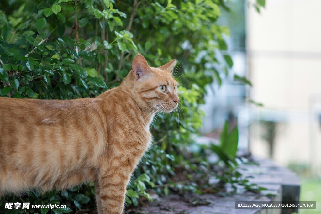 橘猫于绿植旁悠然站立