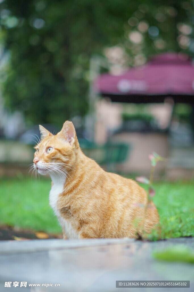 橘猫静卧于户外草地