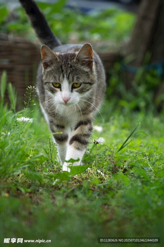 草地上行走的可爱猫咪