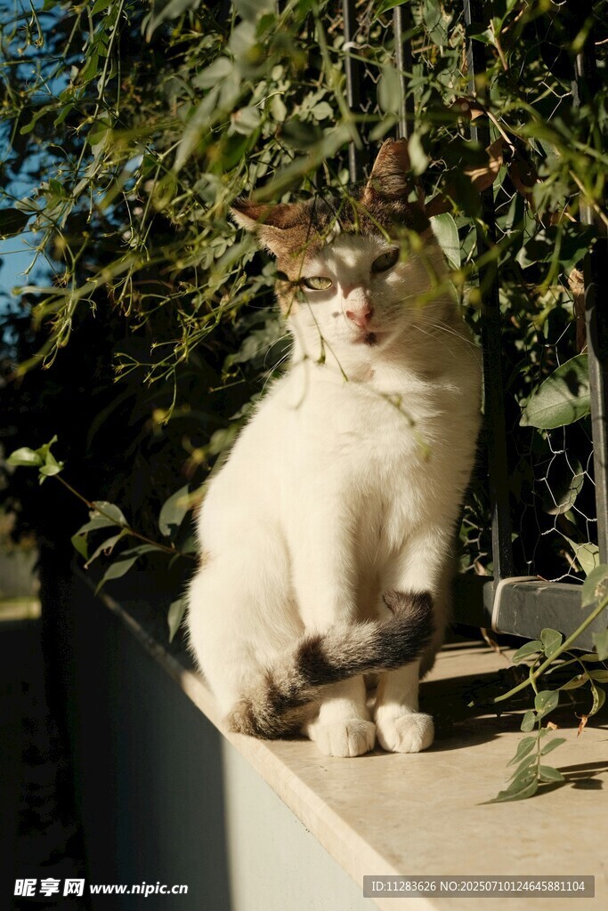 阳光下的猫咪