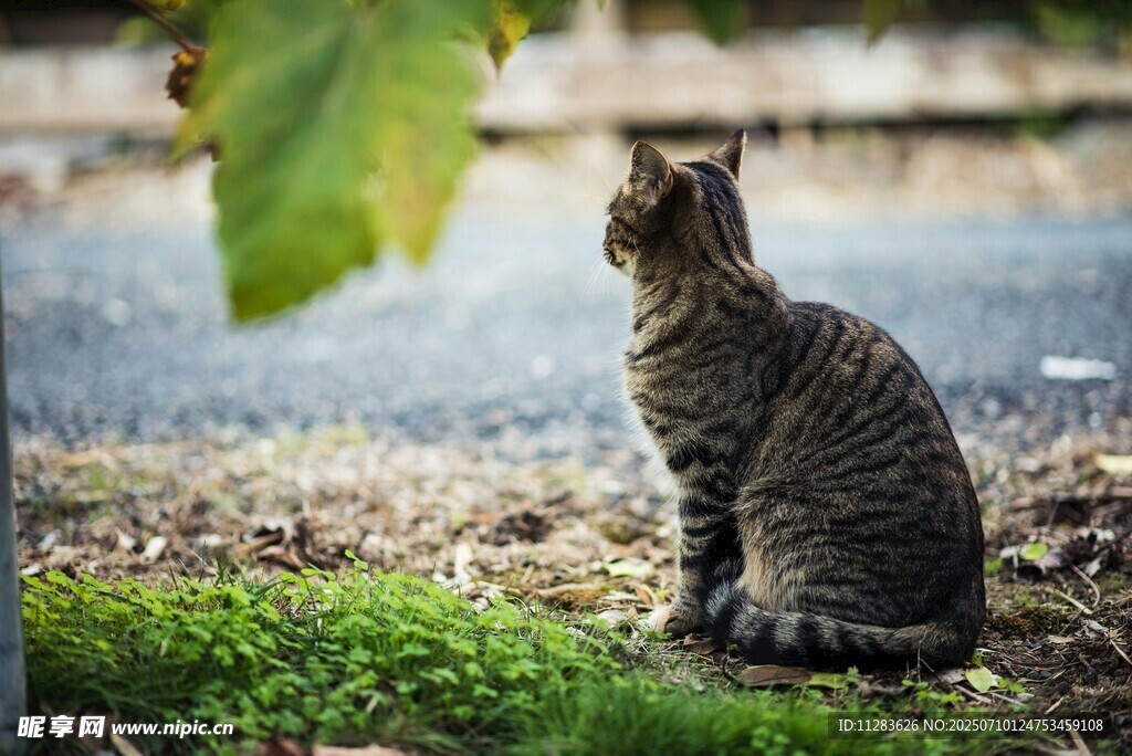草地上的猫咪眺望远方