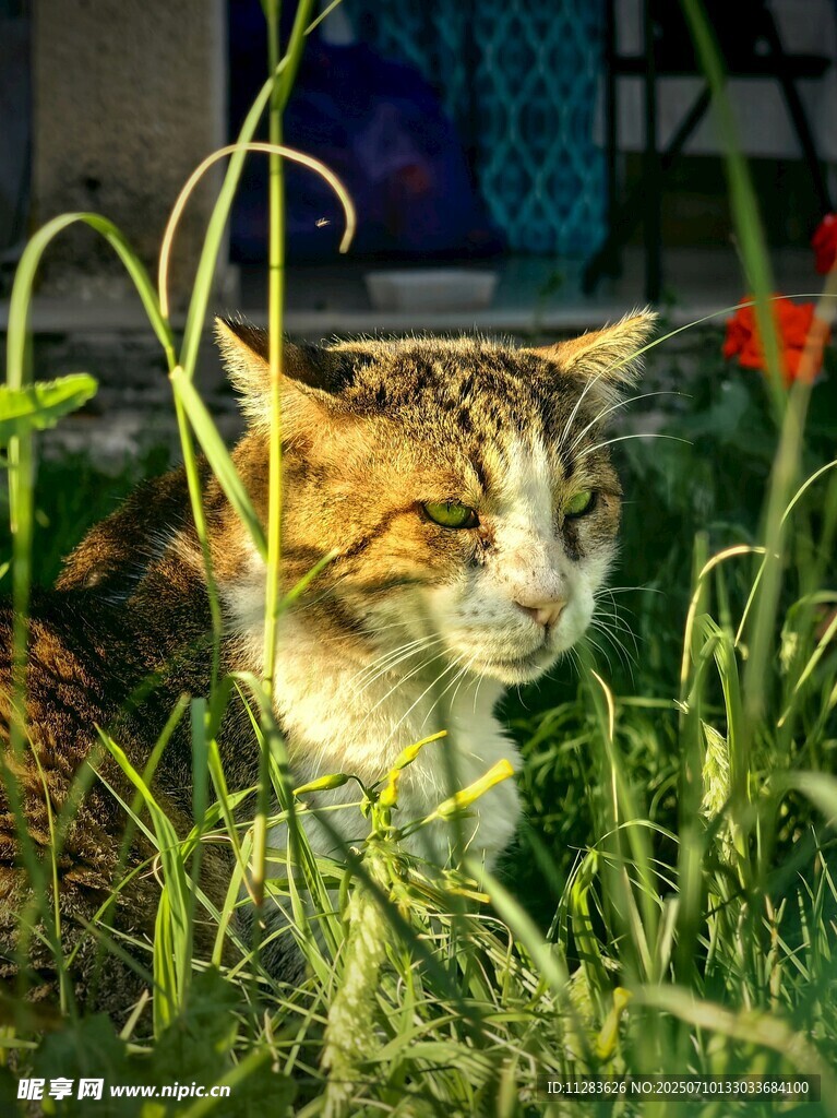 草丛中的猫咪