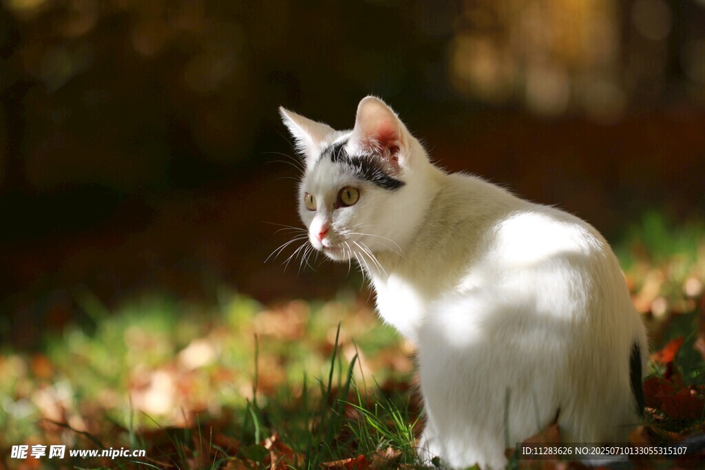 阳光下的可爱猫咪