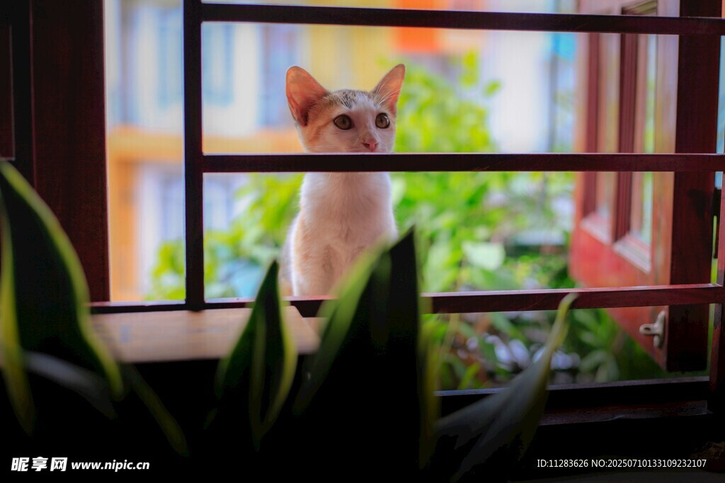 窗边萌猫赏景