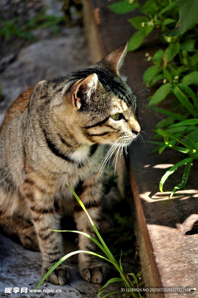 户外蹲坐的斑纹猫咪