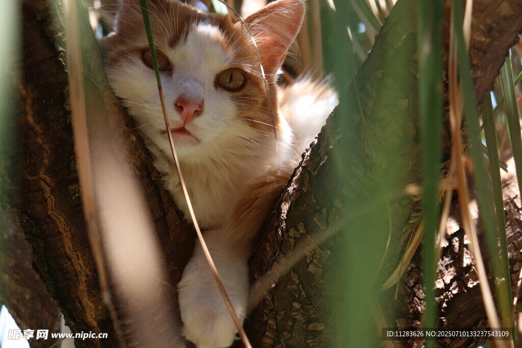 猫咪躲在绿植间张望